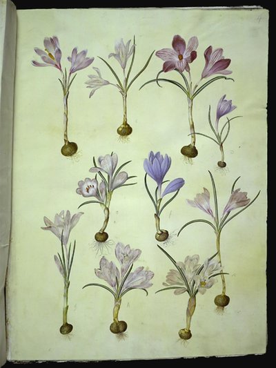 Crocus vernus (crocus de printemps) - Hans Simon Holtzbecker