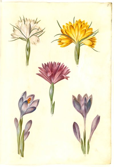 Crocus vernus (crocus de printemps); Crocus angustifolius (crocus des Balkans); Bulbocodium vernum (?) (fleur de printemps) - Hans Simon Holtzbecker