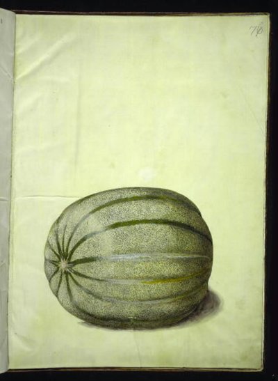 Cucumis melo (melon) - Hans Simon Holtzbecker