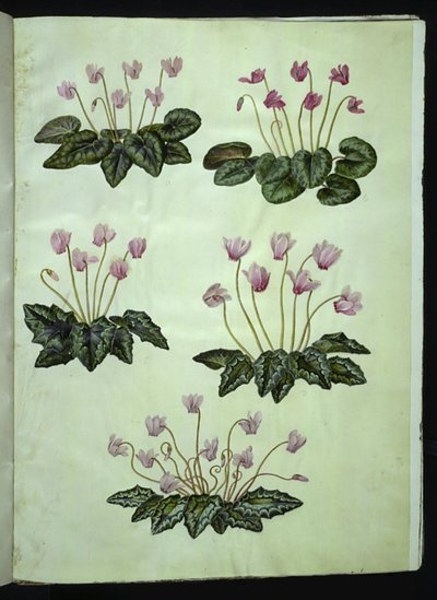 Cyclamen purpurascens (cyclamen des Alpes) ; Cyclamen hederifolium (cyclamen à feuilles de lierre) - Hans Simon Holtzbecker