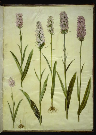 Dactylorhiza maculata (orchis tacheté) - Hans Simon Holtzbecker