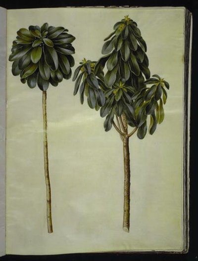 Daphne laureola - Hans Simon Holtzbecker