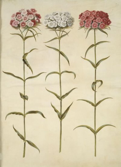 Dianthus barbatus (œillet des poètes) - Hans Simon Holtzbecker