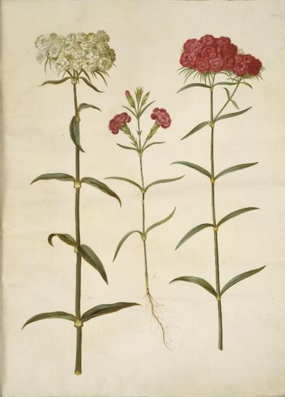 Dianthus barbatus (œillet des poètes); Dianthus (espèce d