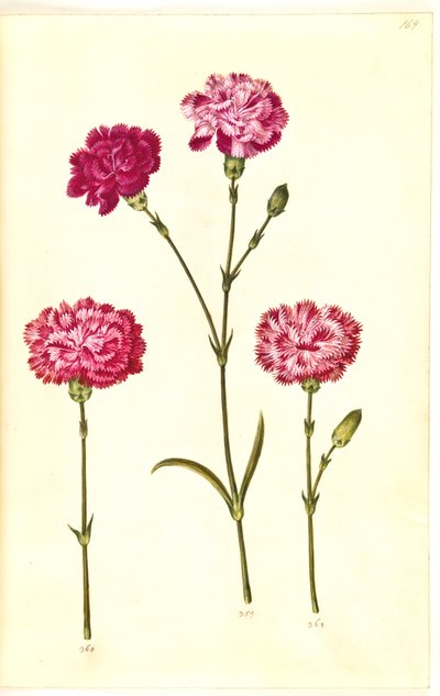 Dianthus caryophyllus (œillet) - Hans Simon Holtzbecker