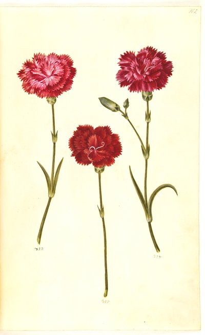 Dianthus caryophyllus (œillet de jardin) - Hans Simon Holtzbecker