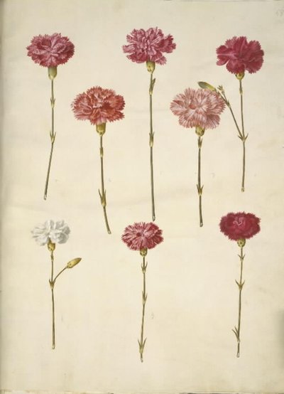 Dianthus caryophyllus (œillet) - Hans Simon Holtzbecker