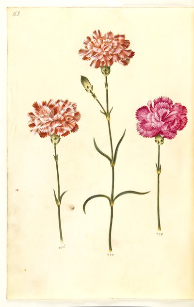 Dianthus caryophyllus (œillet) - Hans Simon Holtzbecker
