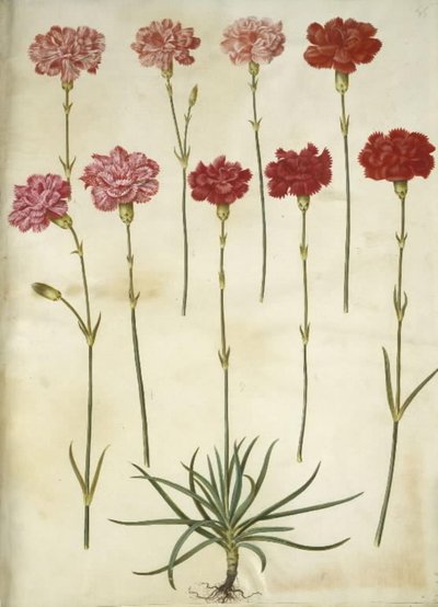 Dianthus caryophyllus (œillet de jardin) - Hans Simon Holtzbecker