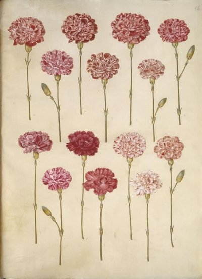 Dianthus caryophyllus (œillet) - Hans Simon Holtzbecker