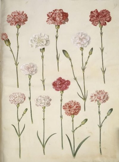 Dianthus caryophyllus (œillet de jardin) - Hans Simon Holtzbecker