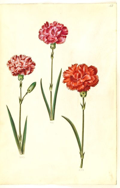 Dianthus caryophyllus (oeillet) - Hans Simon Holtzbecker
