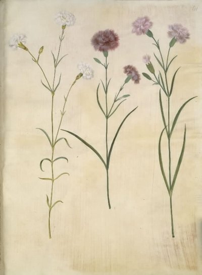 Dianthus plumarius (œillet des fleuristes) - Hans Simon Holtzbecker