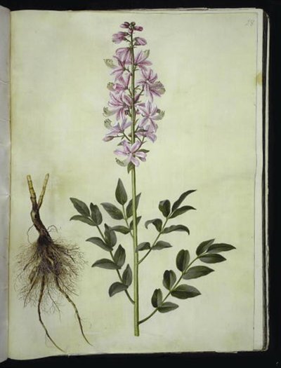 Dictamnus albus (dictame blanc) - Hans Simon Holtzbecker