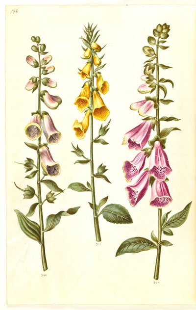 Digitalis purpurea (digitale pourpre); Digitalis grandiflora (digitale à grandes fleurs) - Hans Simon Holtzbecker