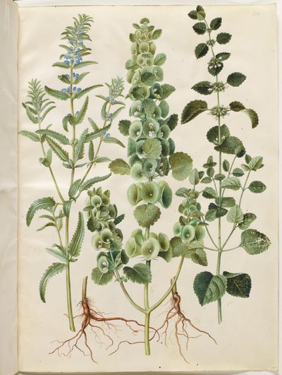 Dracocephalum moldavica (tête de dragon moldave); Moluccella spinosa (calice épineux); Melissa officinalis (mélisse citronnée) - Hans Simon Holtzbecker