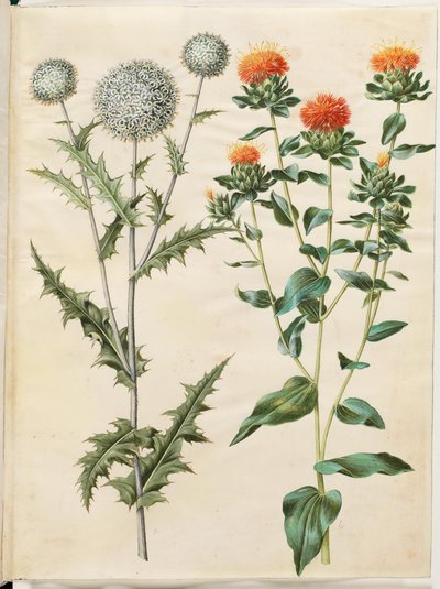 Echinops sphaerocephalus (boule azurée); Carthamus tinctorius (carthame des teinturiers) - Hans Simon Holtzbecker