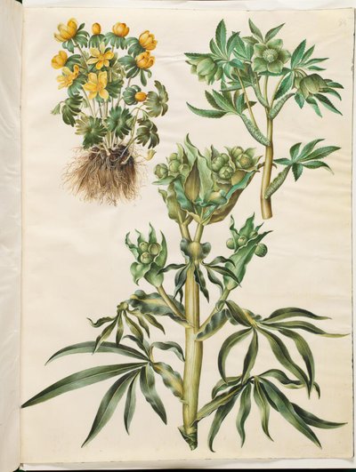 Eranthis hyemalis (éranthis d