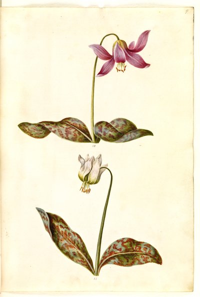 Erythronium dens-canis (véritable dent de chien) - Hans Simon Holtzbecker