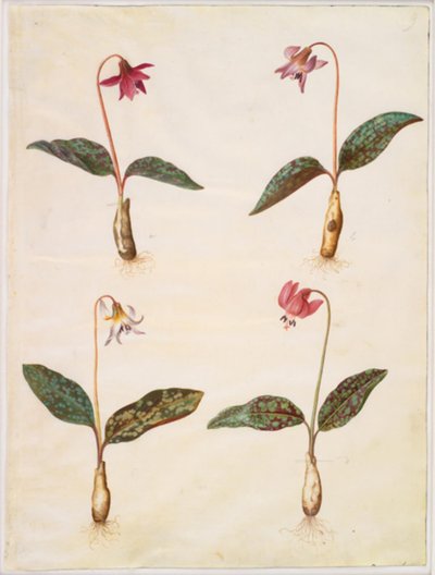 Erythronium dens-canis - Hans Simon Holtzbecker