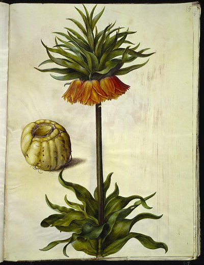 Fritillaria imperialis (couronne impériale) - Hans Simon Holtzbecker