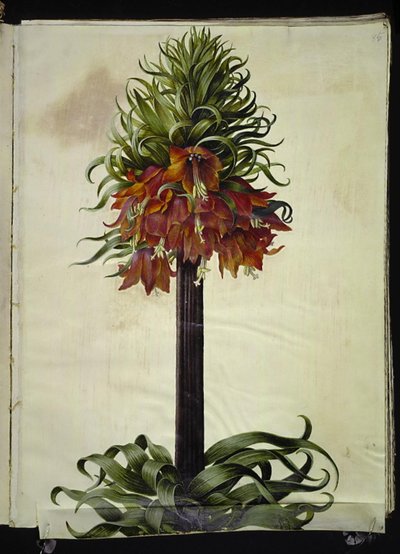 Fritillaria imperialis (couronne impériale) - Hans Simon Holtzbecker