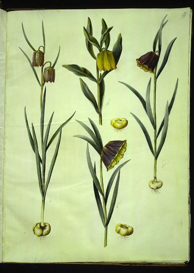 Fritillaria meleagris; Fritillaria aurea ou Fritillaria tubiformis & moggridgei; Fritillaria montana - Hans Simon Holtzbecker