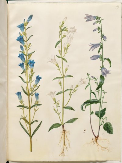 Gentiana pneumonanthe; Campanula patula; Campanula rapunculoides - Hans Simon Holtzbecker