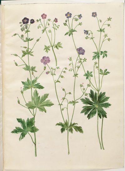 Geranium phaeum (géranium livide); Geranium sylvaticum (géranium des bois) - Hans Simon Holtzbecker