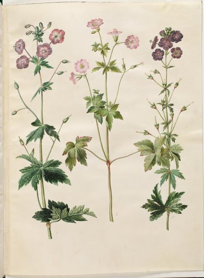 Geranium phaeum (géranium brun); Geranium versicolor (géranium panaché) - Hans Simon Holtzbecker
