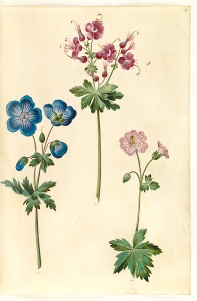 Geranium pratense (géranium des prés); Geranium phaeum (géranium livide); Geranium versicolor (géranium panaché) - Hans Simon Holtzbecker