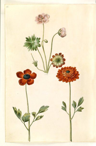 Geranium sanguineum striatum (géranium strié); Ranunculus asiaticus (renoncule des jardins) - Hans Simon Holtzbecker