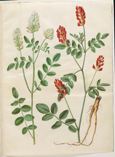 Hedysarum coronarium (trèfle rouge) - Hans Simon Holtzbecker