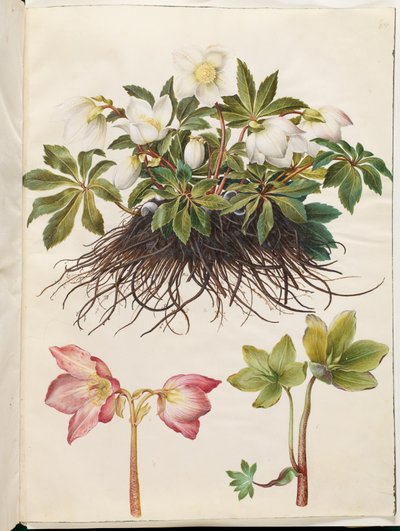 Hellébore noir (rose de Noël) - Hans Simon Holtzbecker