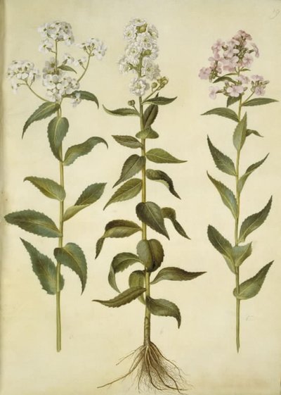 Hesperis matronalis (julienne des dames) - Hans Simon Holtzbecker