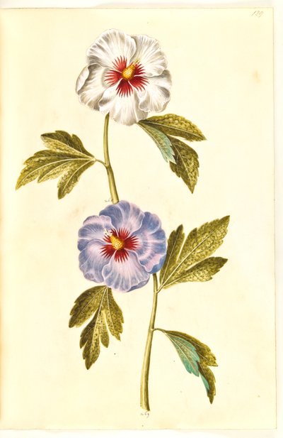 Hibiscus syriacus (rose de Syrie) - Hans Simon Holtzbecker