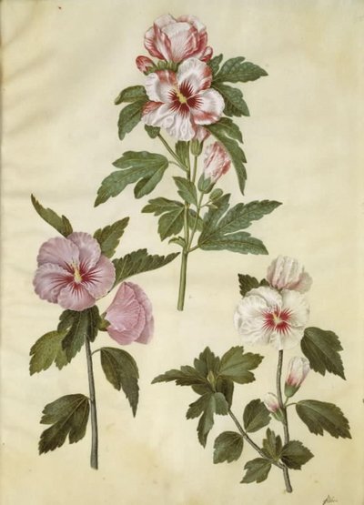 Hibiscus syriacus (rose de Syrie) - Hans Simon Holtzbecker