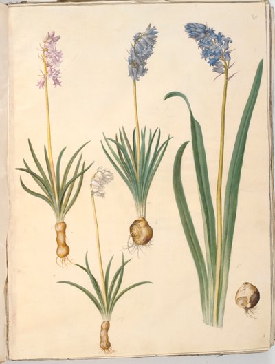 Hyacinthoides non-scripta (jacinthe des bois); Hyacinthoides hispanica (jacinthe espagnole) - Hans Simon Holtzbecker