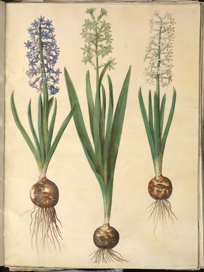 Hyacinthus orientalis (jacinthe commune) - Hans Simon Holtzbecker