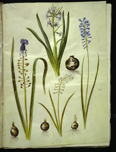 Hyacinthus orientalis (jacinthe commune); Muscari comosum (jacinthe à toupet); Brimeura amethystina (jacinthe des Pyrénées) - Hans Simon Holtzbecker