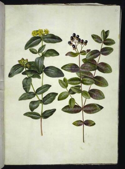 Hypericum androsaemum (millepertuis à baies) - Hans Simon Holtzbecker