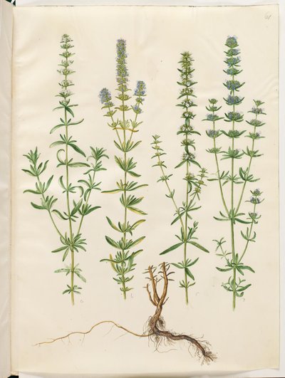 Hyssopus officinalis (véritable hysope) - Hans Simon Holtzbecker