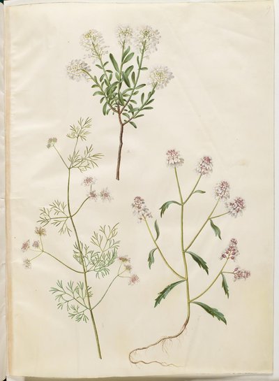 Iberis sempervirens (corbeille d