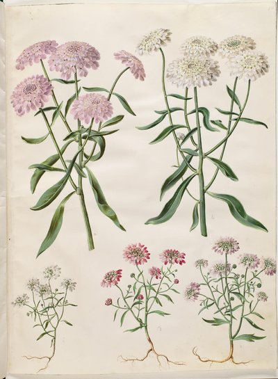 Iberis umbellata (ibéris en ombelle); Iberis amara (ibéris amer) - Hans Simon Holtzbecker