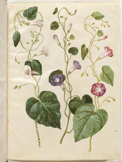 Ipomoea purpurea - Hans Simon Holtzbecker