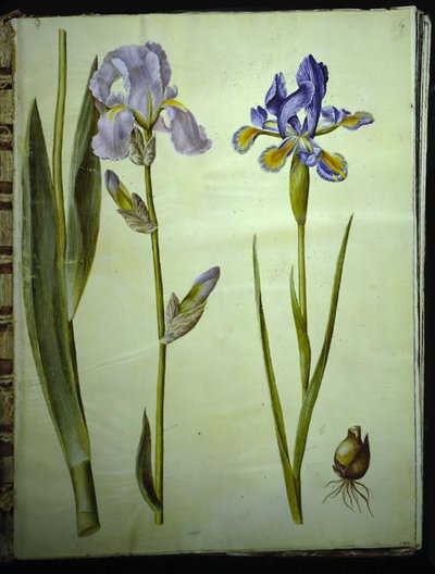 Iris ×germanica (iris de jardin); Iris xiphium (iris d