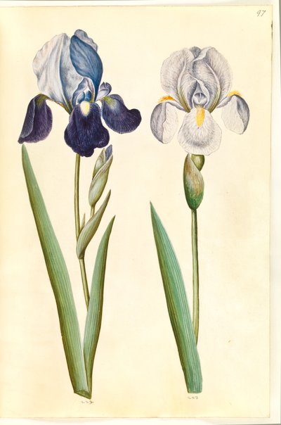Iris ×germanica ou Iris ×sambucina (?) (iris de jardin ou iris de sureau); Iris ×germanica (iris de jardin) - Hans Simon Holtzbecker