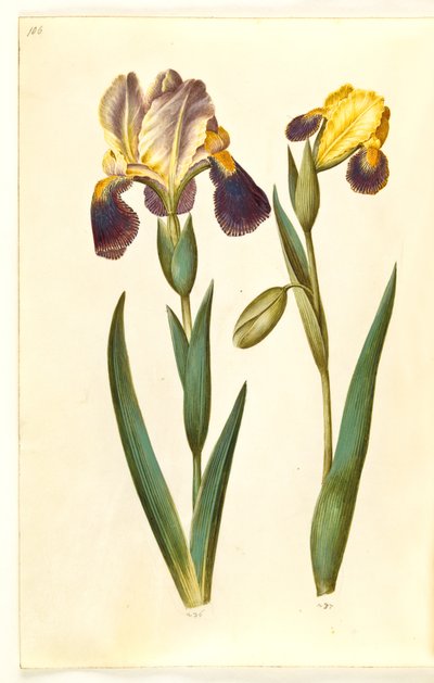 Iris germanica ou Iris sambucina (iris de jardin ou iris de sureau); Iris variegata (iris bigarré) - Hans Simon Holtzbecker