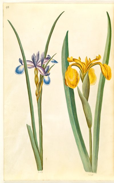 Iris graminea (iris à feuilles de graminée); Iris pseudacorus (iris jaune) - Hans Simon Holtzbecker