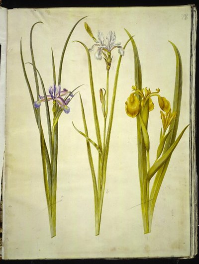 Iris graminea (iris à feuilles de graminée); Iris sibirica (iris de Sibérie); Iris pseudacorus (iris jaune) - Hans Simon Holtzbecker